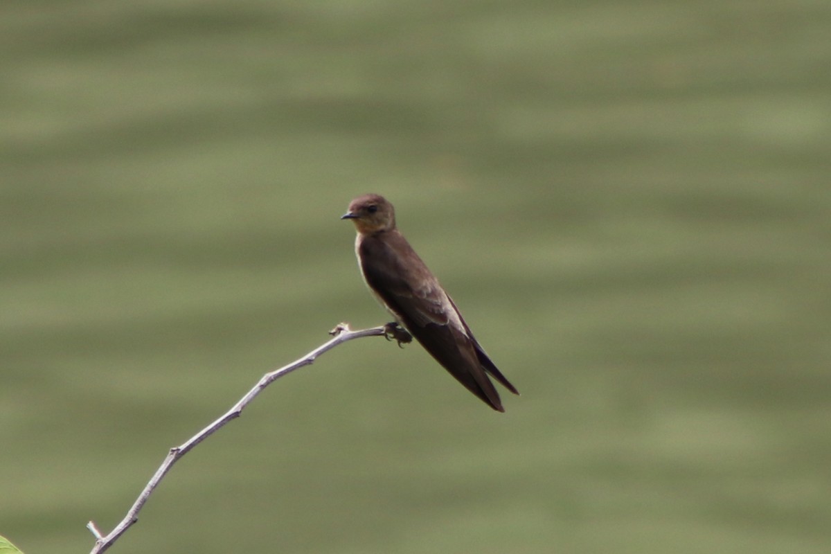 Southern Rough-winged Swallow - ML646254217