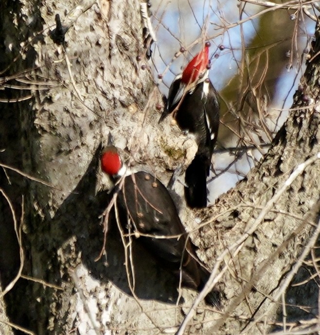 Pileated Woodpecker - ML646254219