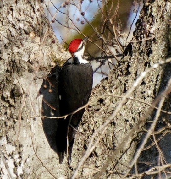 Pileated Woodpecker - ML646254220