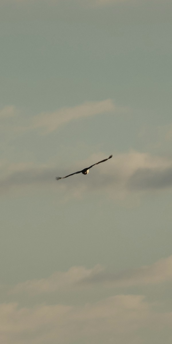 Great Bustard - ML646254222