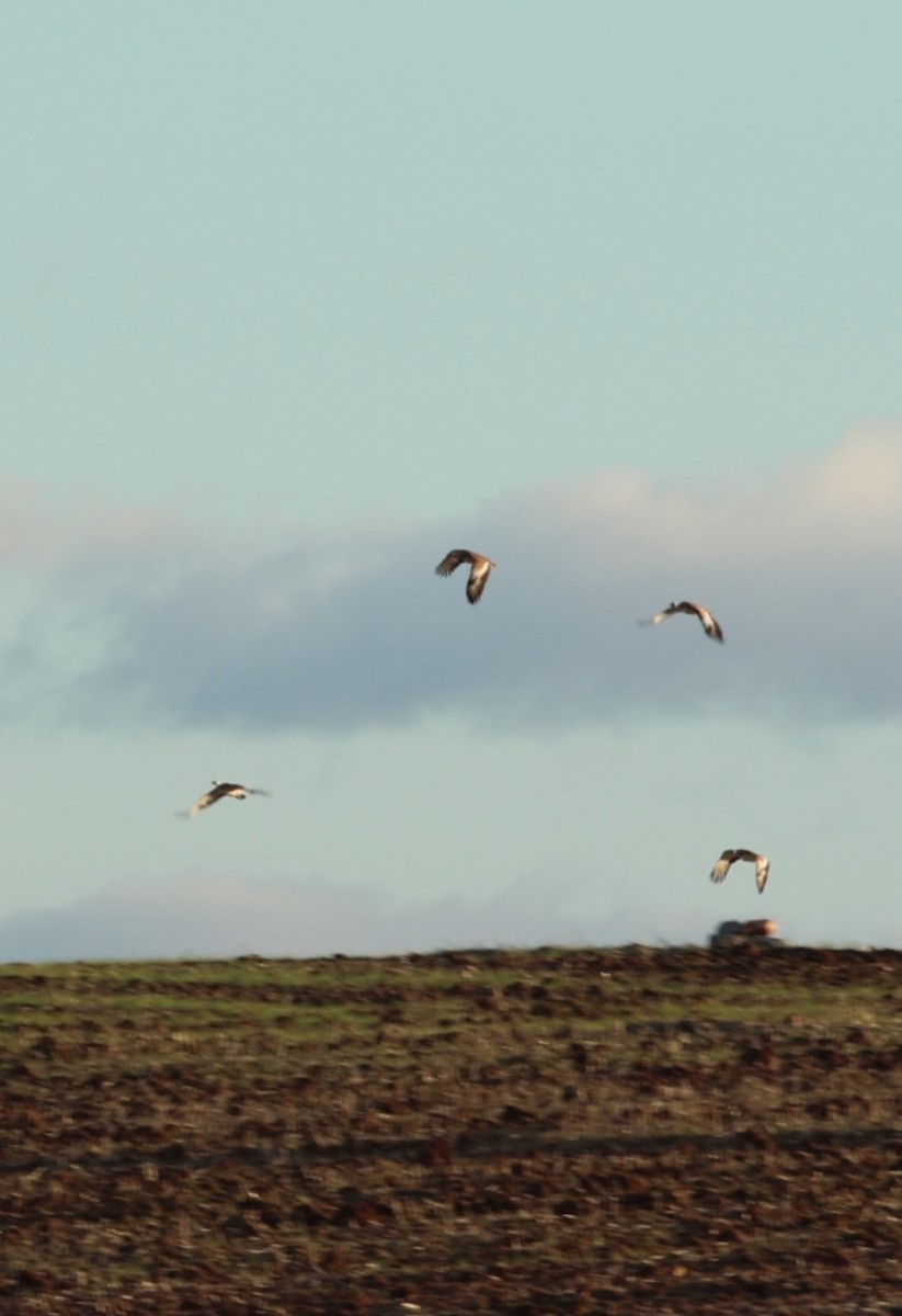 Great Bustard - ML646254225