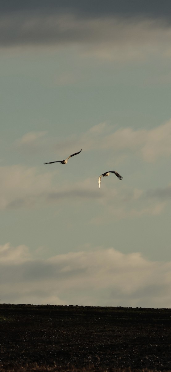 Great Bustard - ML646254226