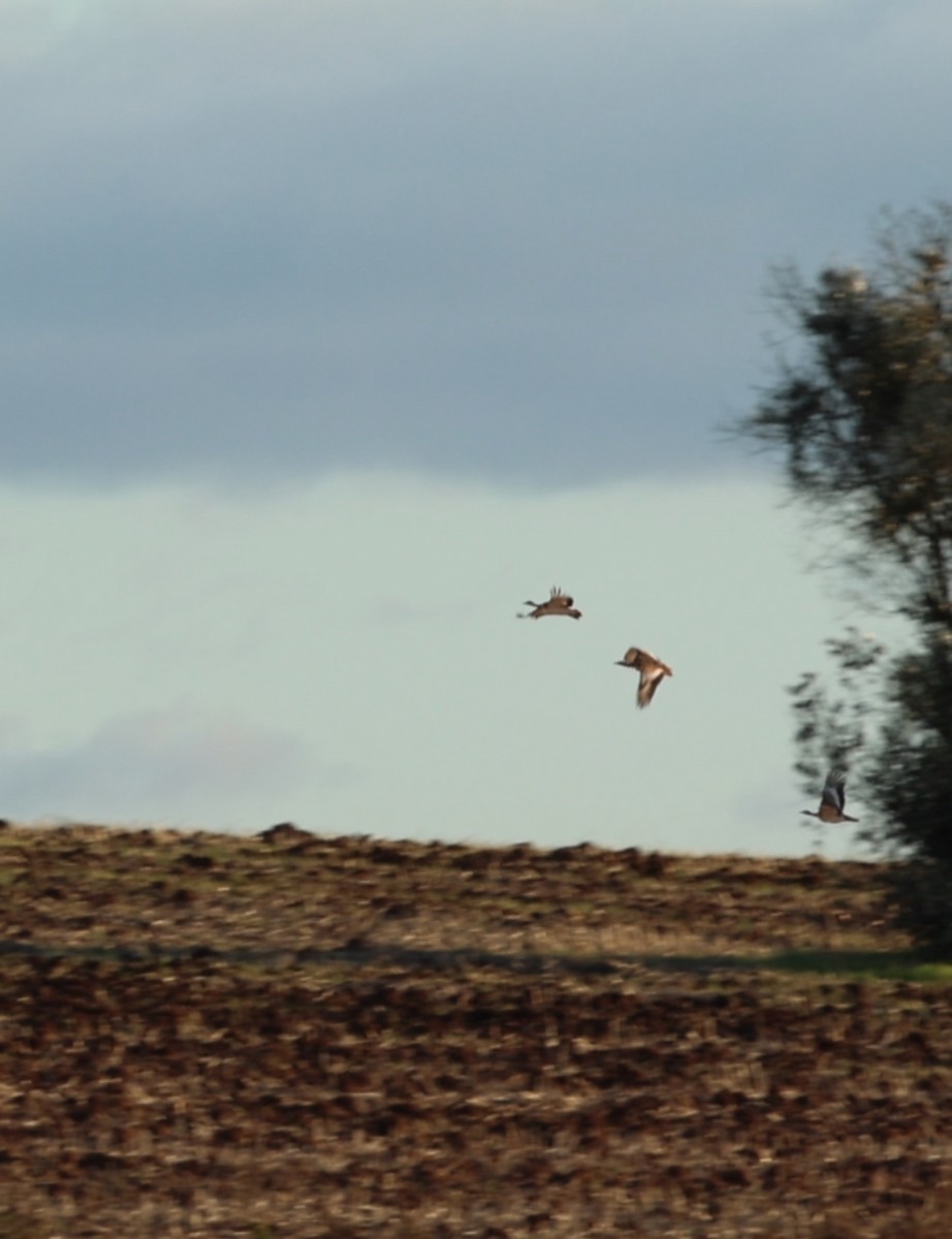 Great Bustard - ML646254227