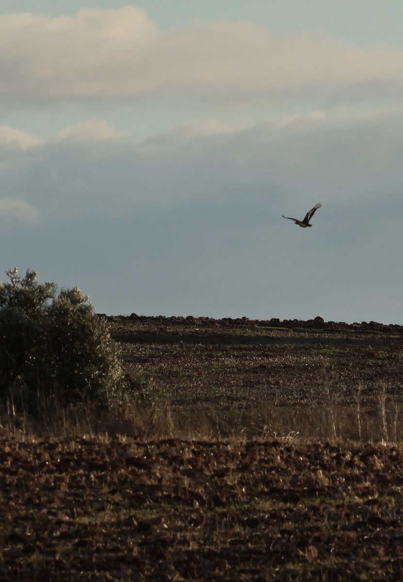 Great Bustard - ML646254228