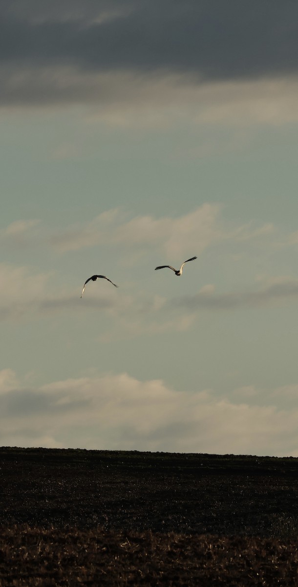 Great Bustard - ML646254229