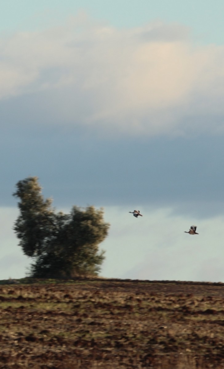 Great Bustard - ML646254230