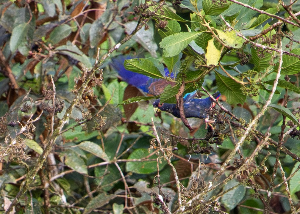 Bronze-winged Parrot - ML646254241