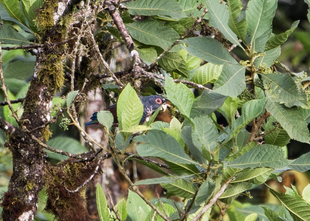 Bronze-winged Parrot - ML646254242