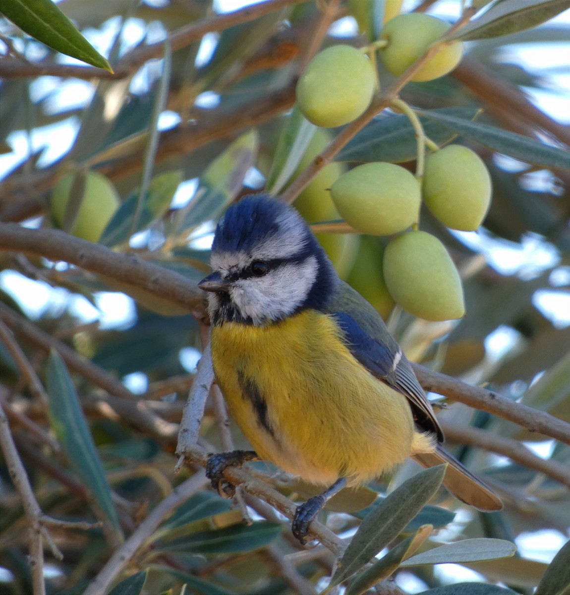 Eurasian Blue Tit - ML646254244
