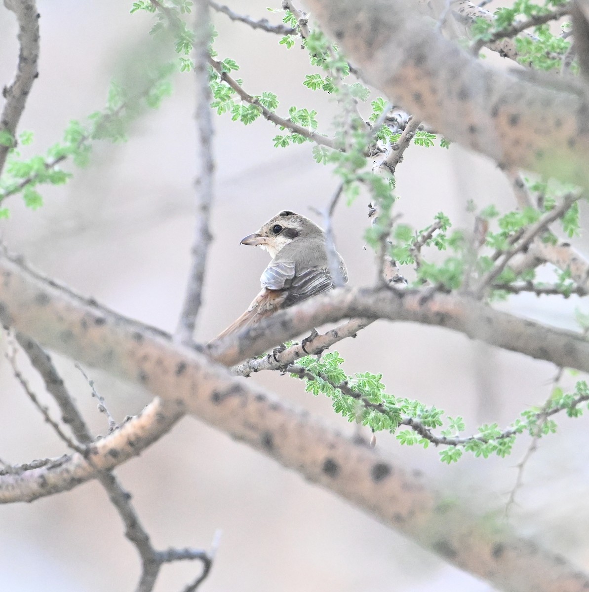 isabellavarsler (isabellinus) - ML646254245