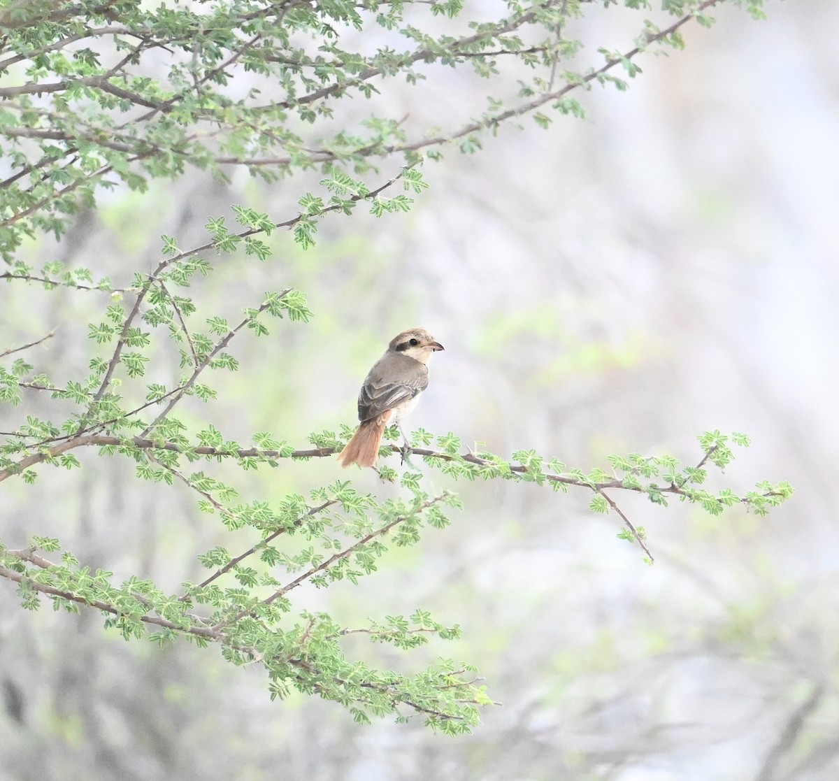 isabellavarsler (isabellinus) - ML646254246