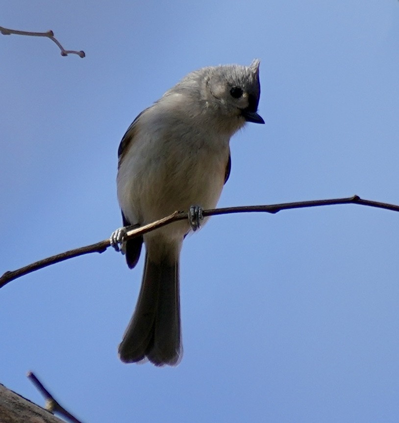 Grauhäubchenmeise - ML646254250