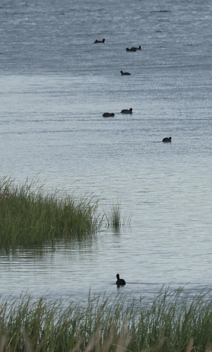Eurasian Coot - ML646254251