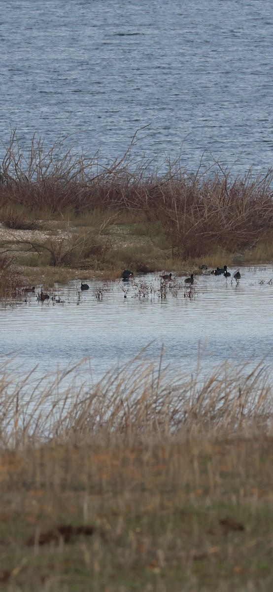 Eurasian Coot - ML646254252