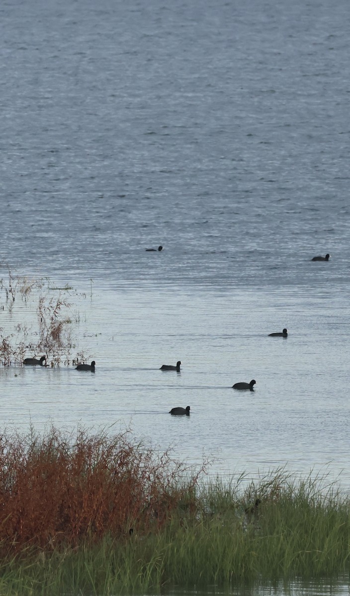Eurasian Coot - ML646254253