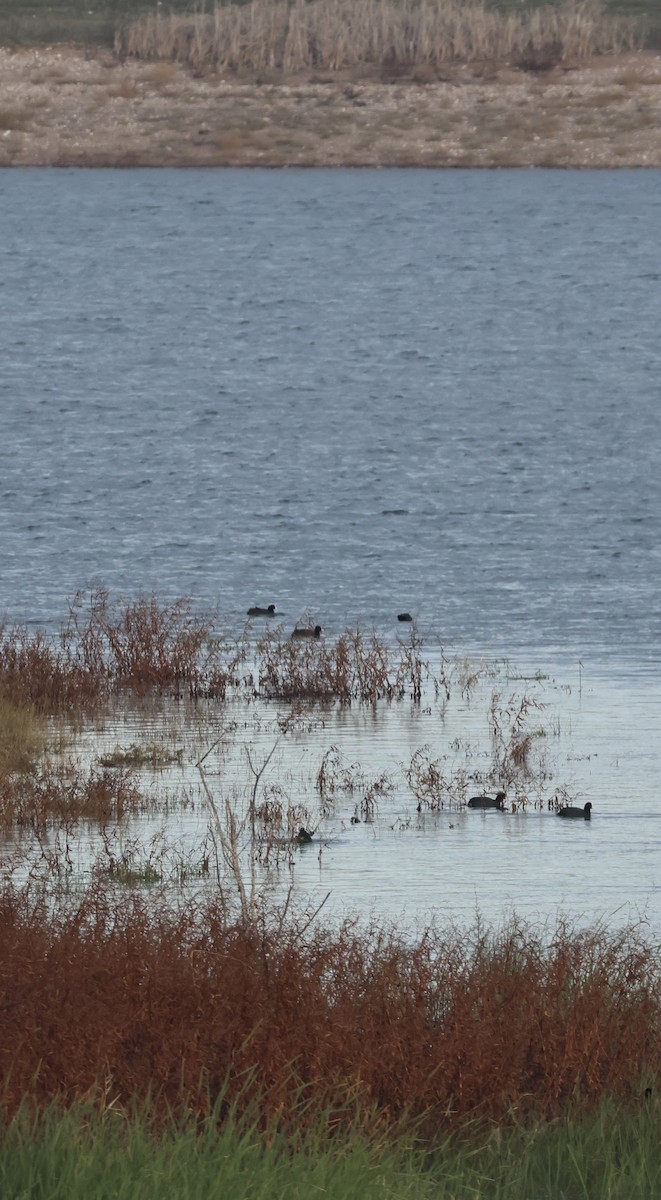 Eurasian Coot - ML646254254