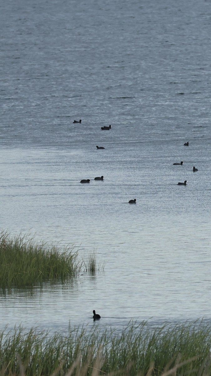 Eurasian Coot - ML646254255