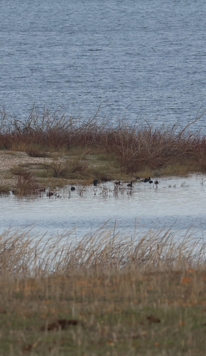 Eurasian Coot - ML646254256