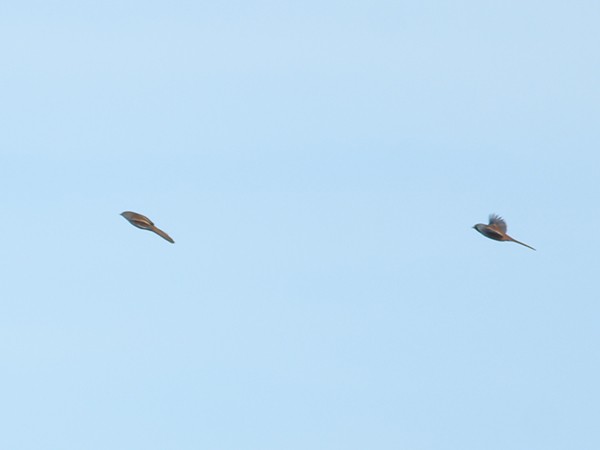 Bearded Reedling - ML646254267