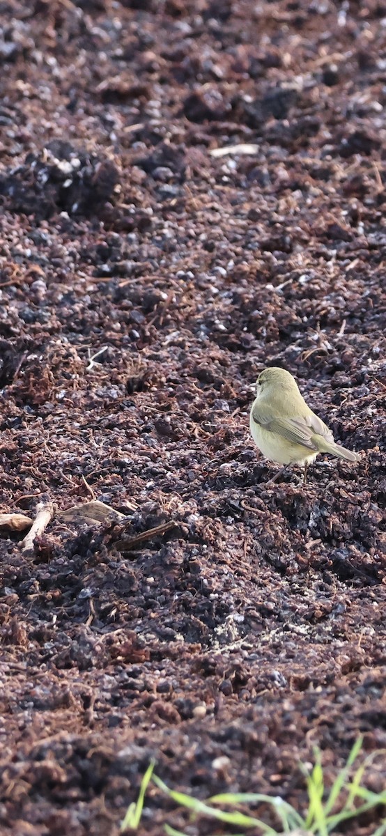 Common Chiffchaff - ML646254273
