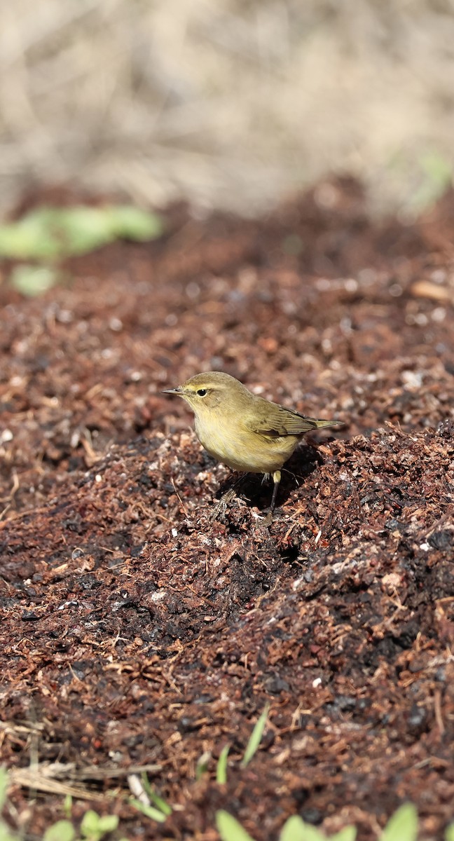 Common Chiffchaff - ML646254274