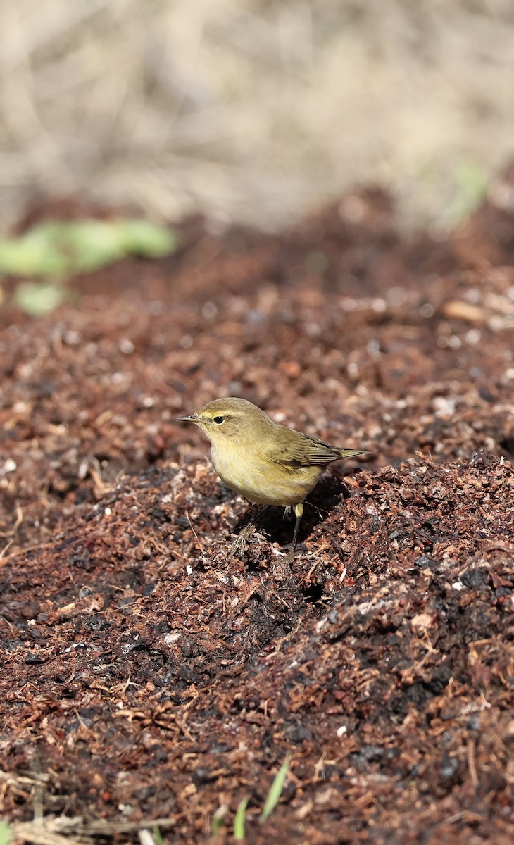 Common Chiffchaff - ML646254275