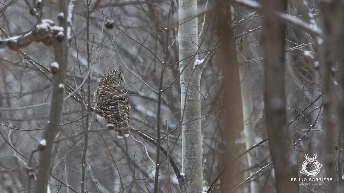 puštík proužkovaný - ML646254282
