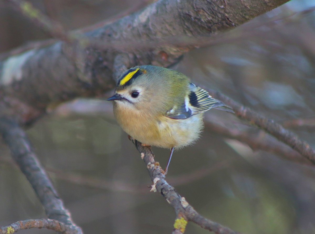 Goldcrest - ML646254291