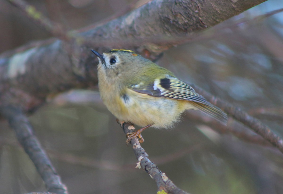 Goldcrest - ML646254292