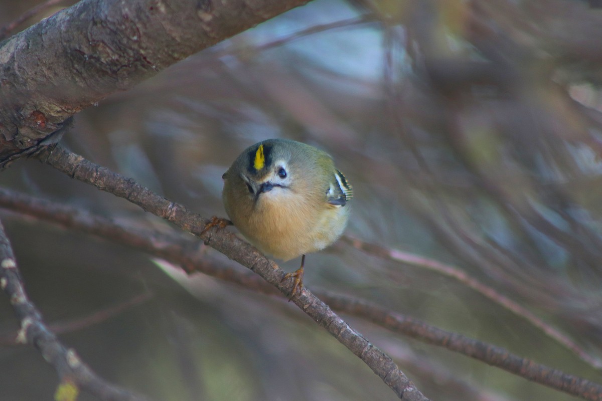 Goldcrest - ML646254293