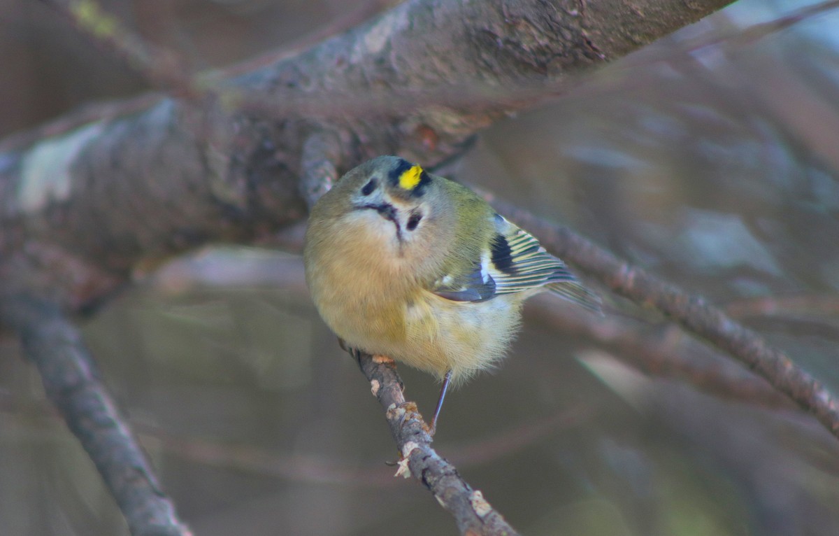 Goldcrest - ML646254294