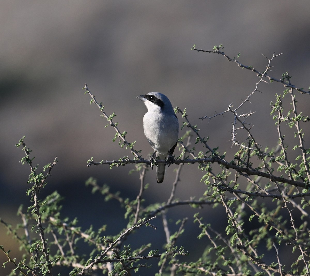 Great Gray Shrike (Arabian) - ML646254295