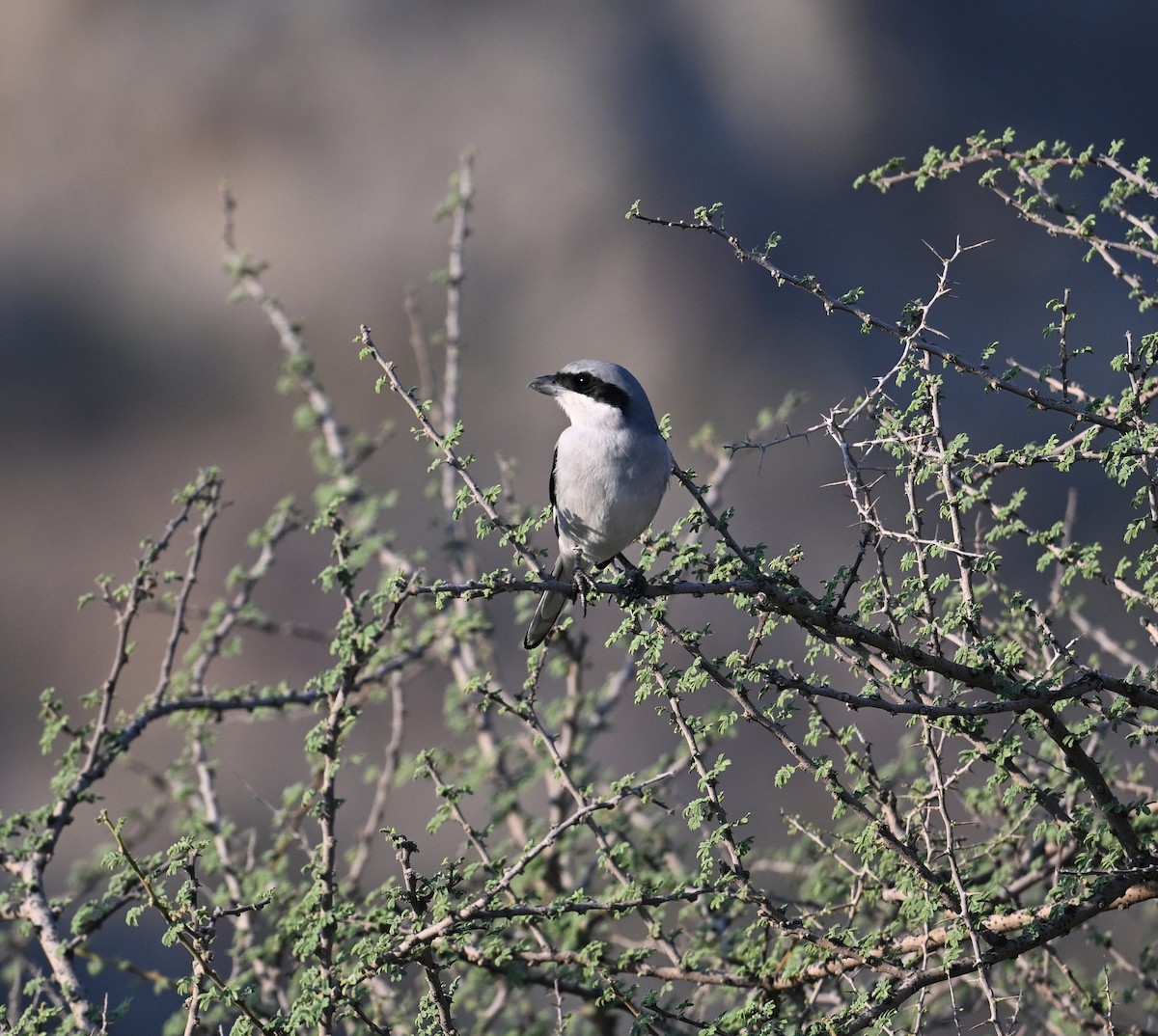 Great Gray Shrike (Arabian) - ML646254296