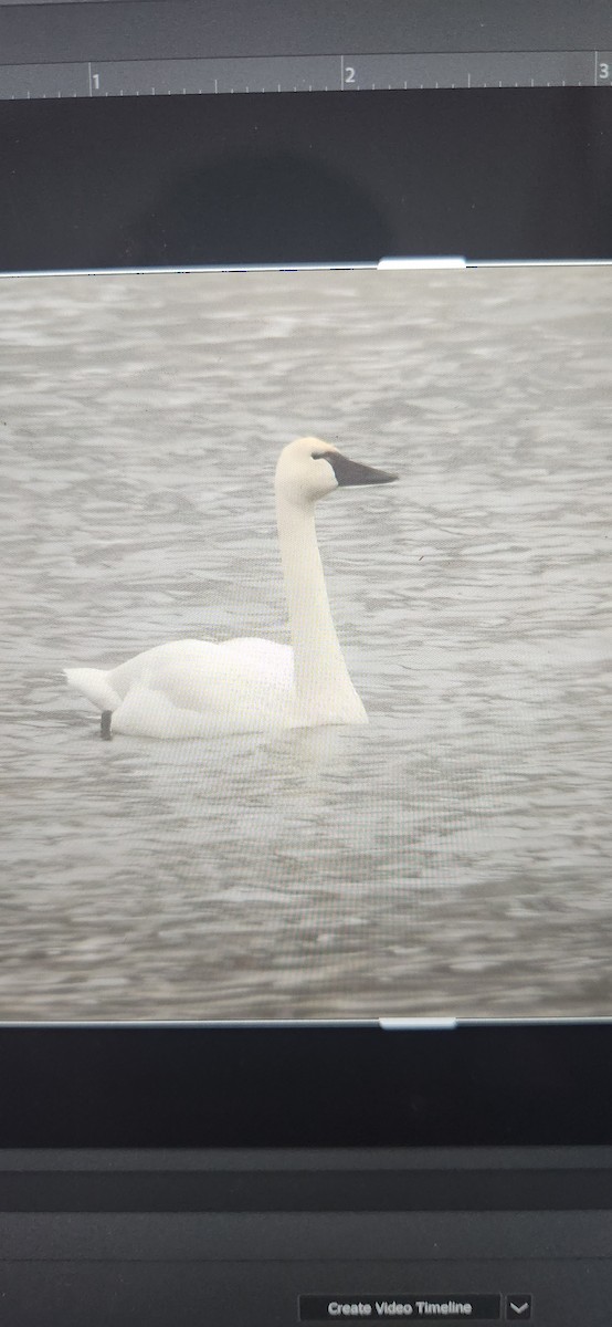 Tundra Swan - ML646254302