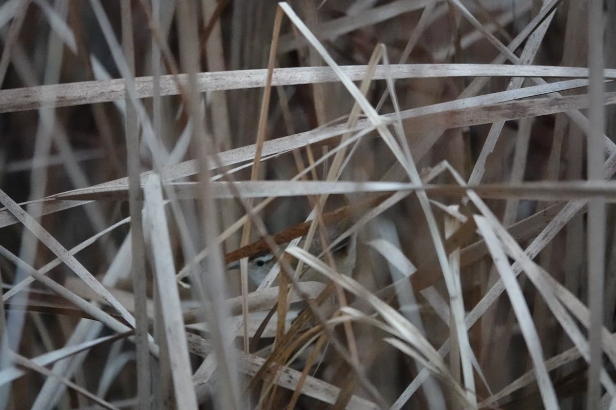 Marsh Wren - ML646254303
