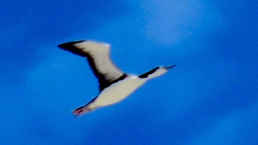 Common Loon - ML646254304