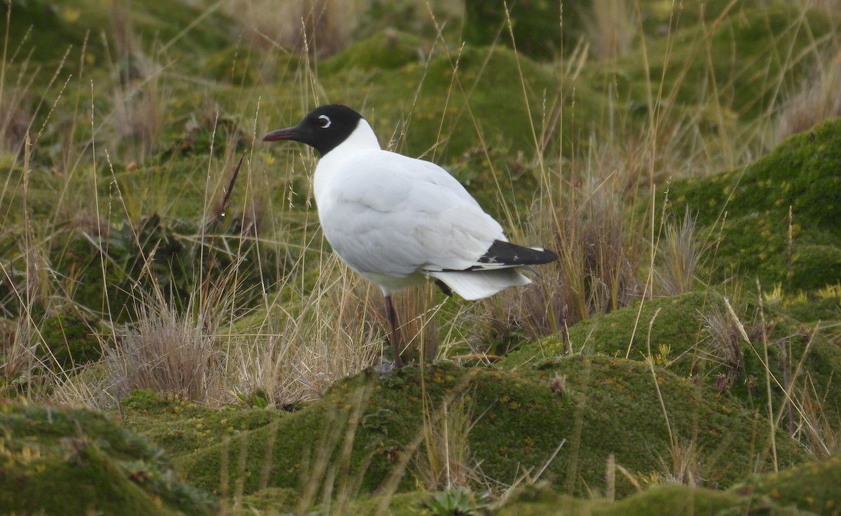 Mouette des Andes - ML646254306