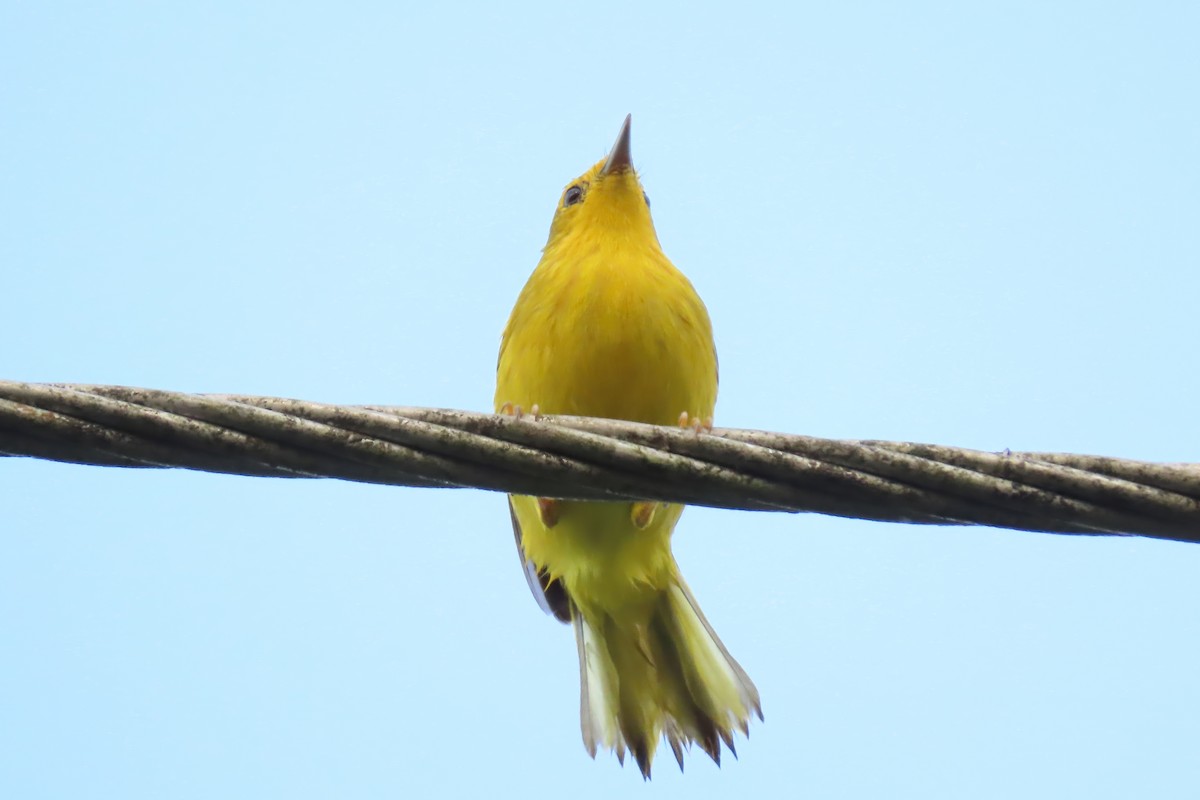 Mangrove Yellow Warbler - ML646254307