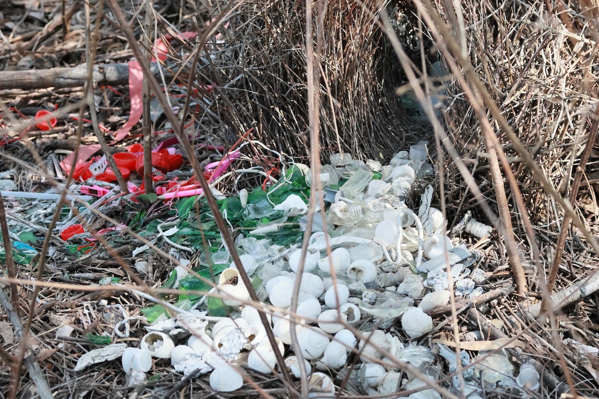 Great Bowerbird - ML646254308