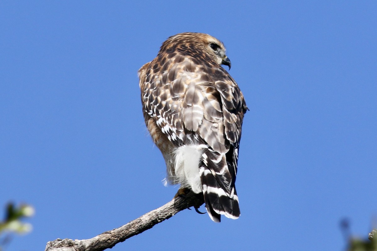 Buse à épaulettes - ML646254319