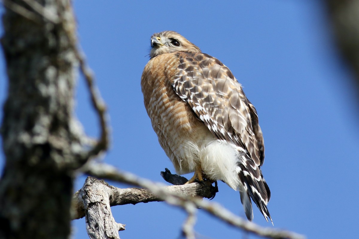 Buse à épaulettes - ML646254320