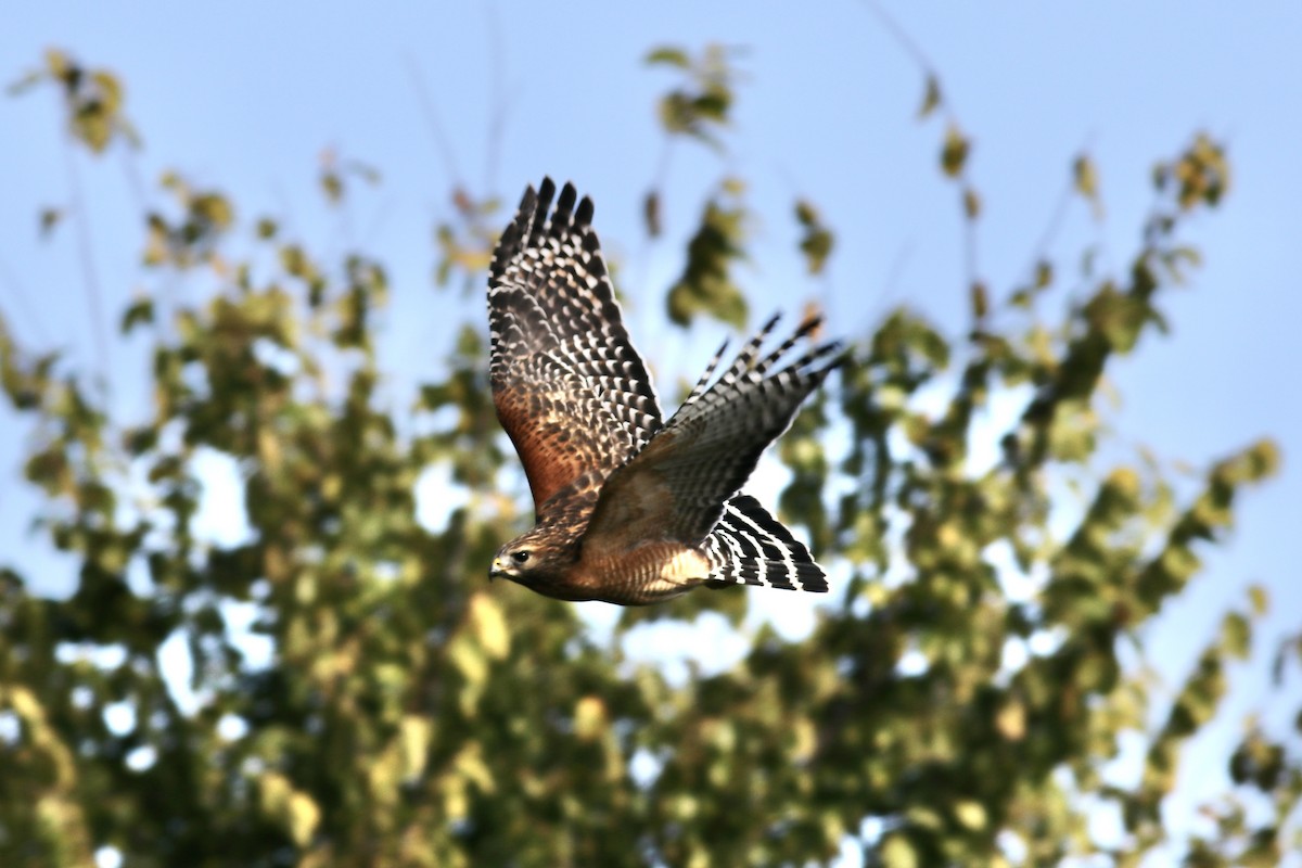 Buse à épaulettes - ML646254321