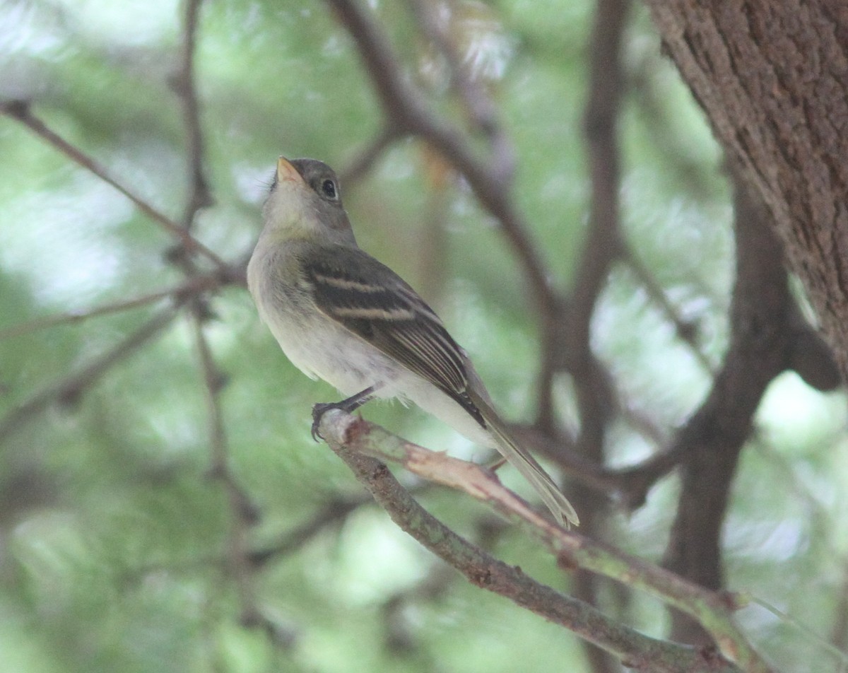 Western Flycatcher (Pacific-slope) - ML646254331