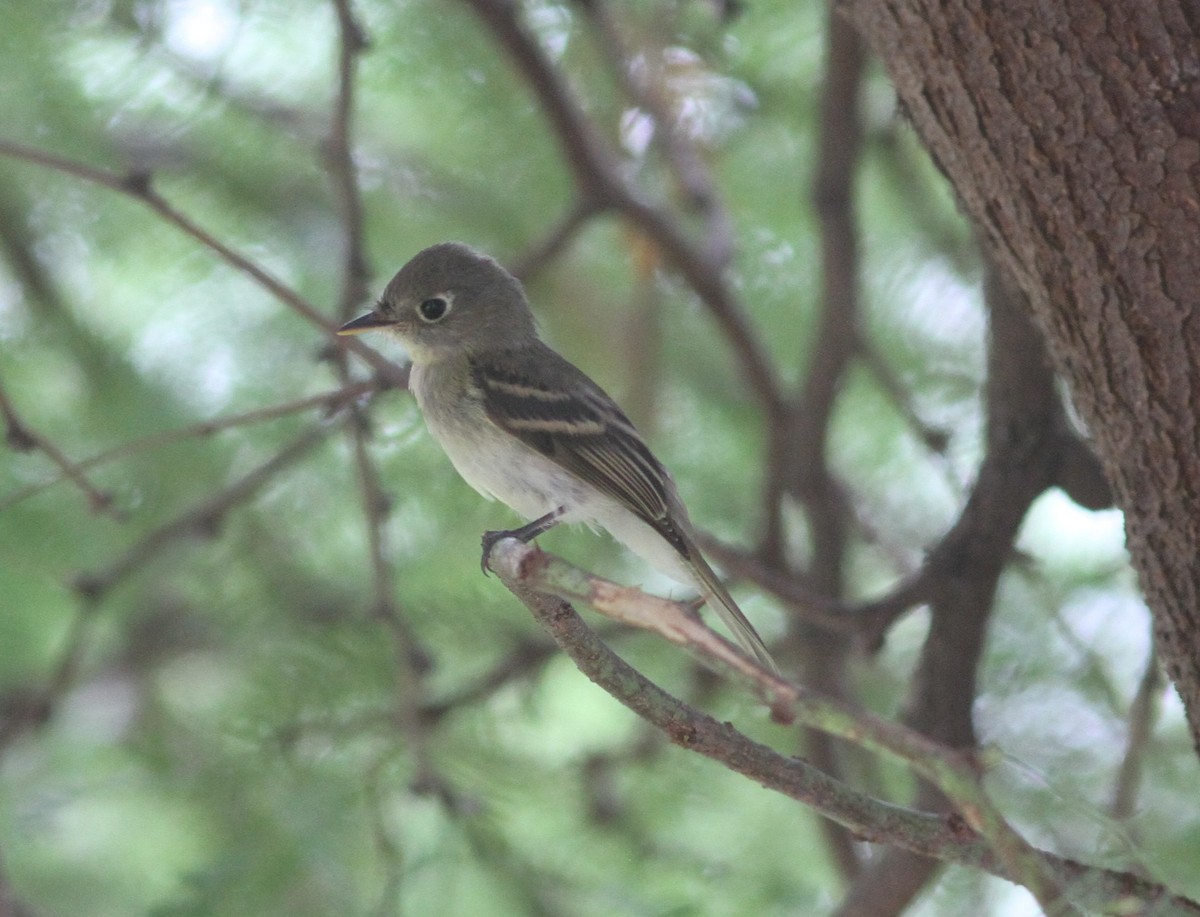 Western Flycatcher (Pacific-slope) - ML646254332