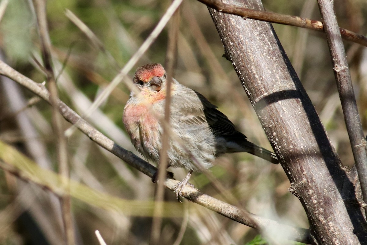 Roselin familier - ML646254334