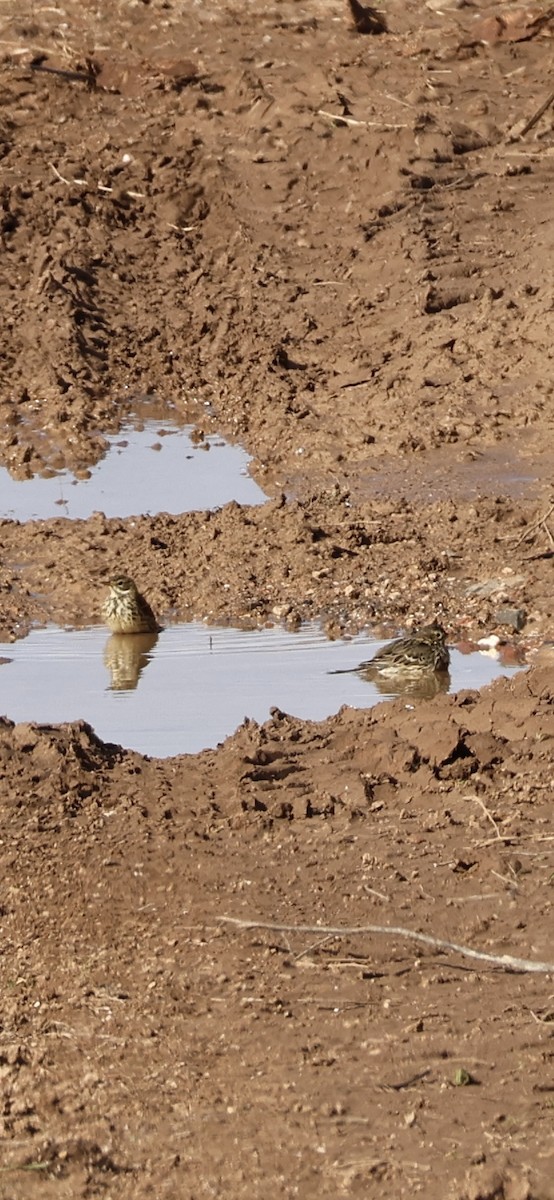 Turdus sp. - ML646254335