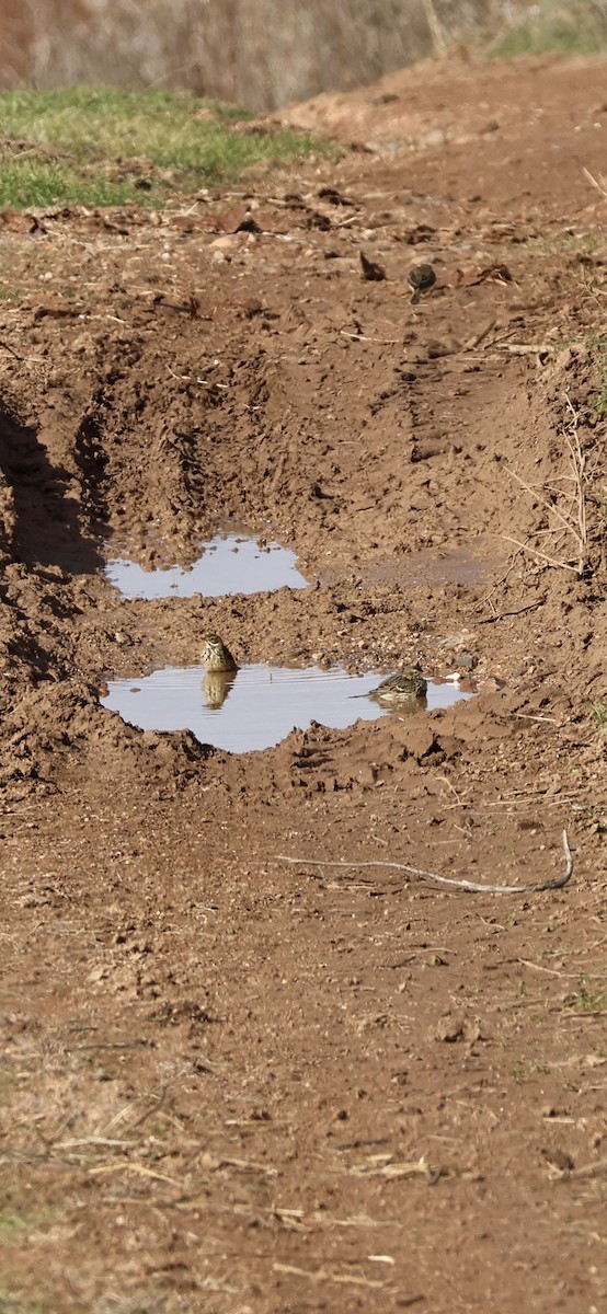 Turdus sp. - ML646254336