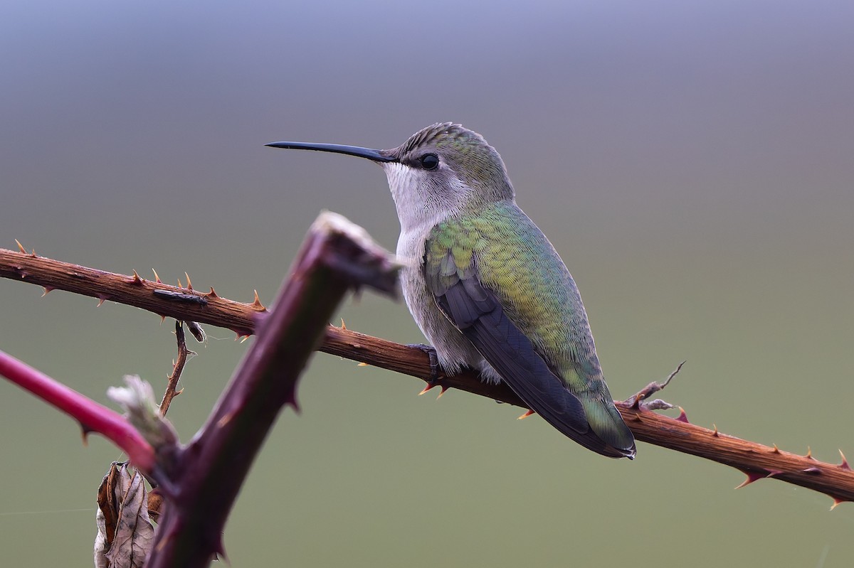 Рубиновый x Фиалковый калипсо (гибрид) - ML646254348