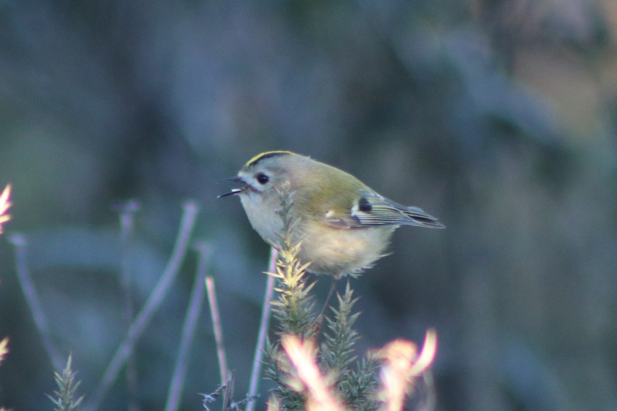 Goldcrest - ML646254349