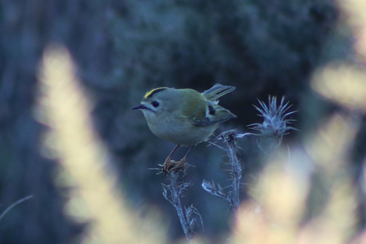 Goldcrest - ML646254350